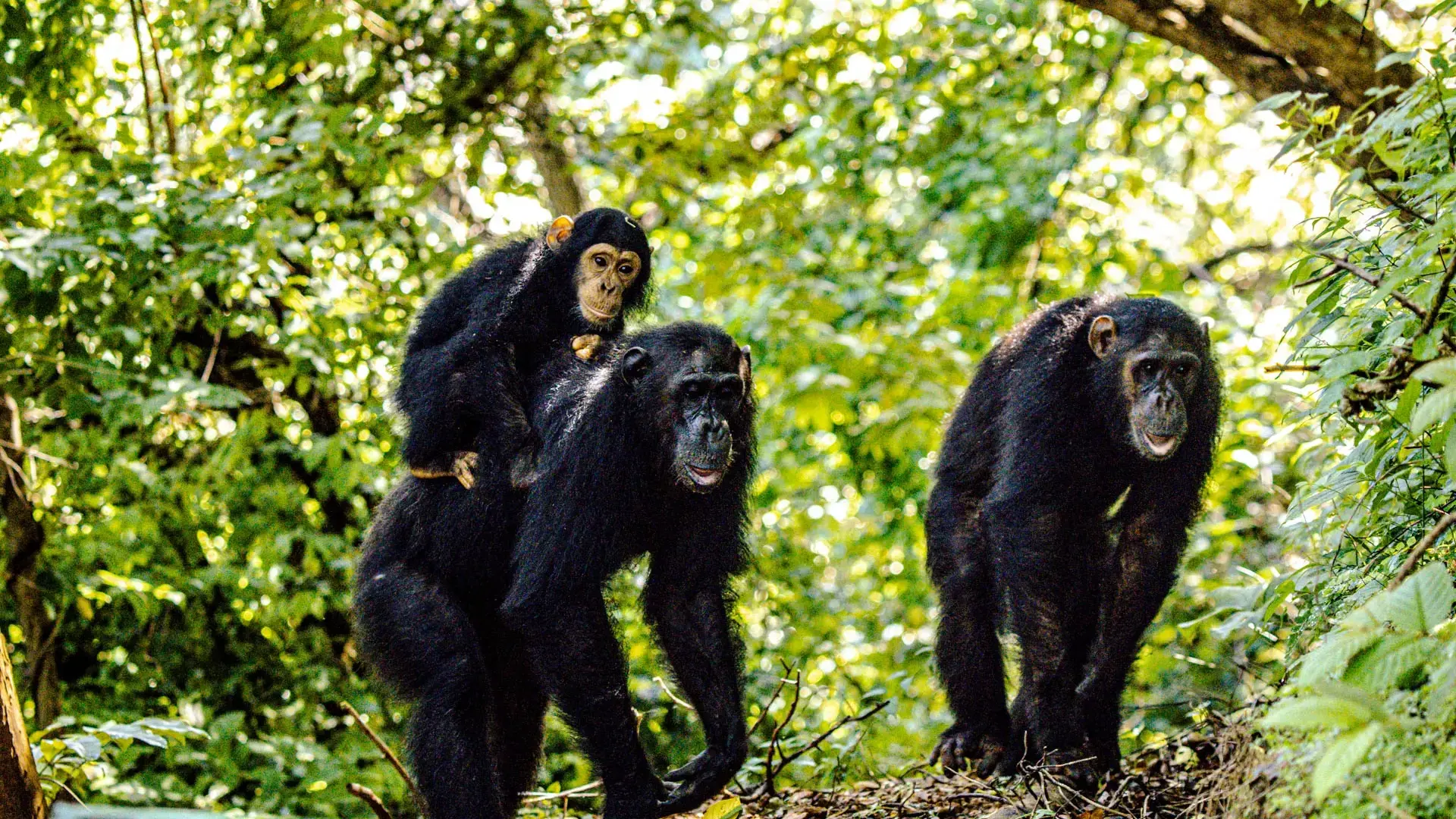 BraveRock Sports and Recreational Park – Sporting Goods in Gombe, Gombe